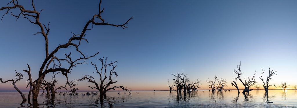 Bare trees reflected in still lake water