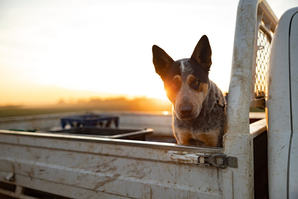 Cattle dog on the back of a farm vehicle at sunset