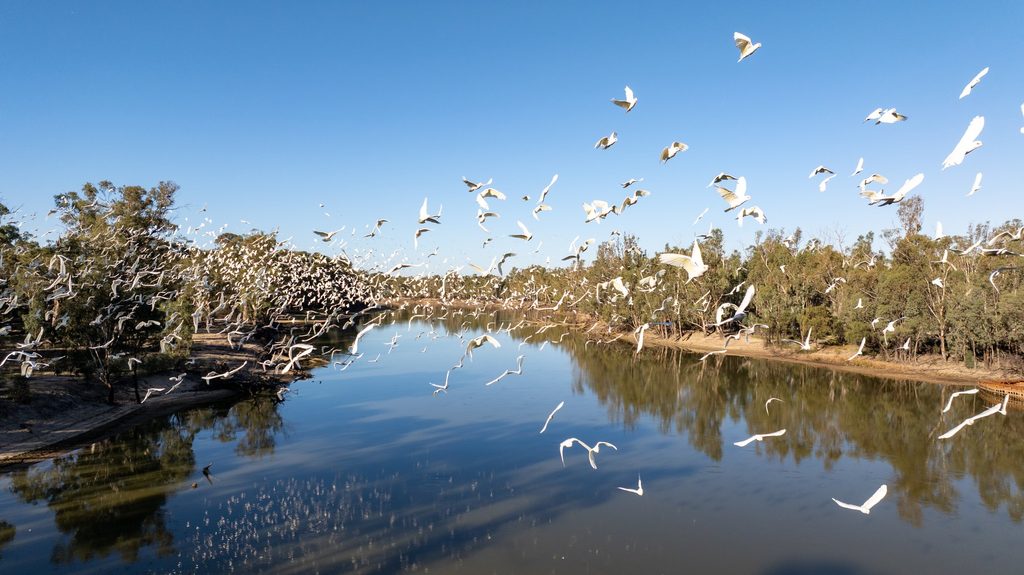 Flock of corellas flying above a waterway