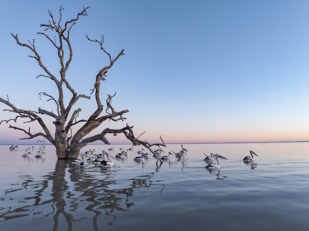 Bare tree reflected in still water at Cawndilla
