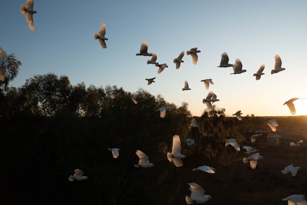 Corellas flying above rooftops at sunset
