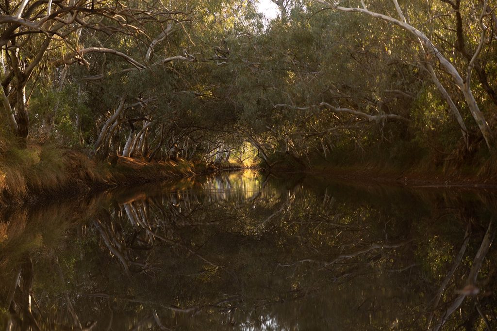 Trees reflected in a shaded creek at Goodwood